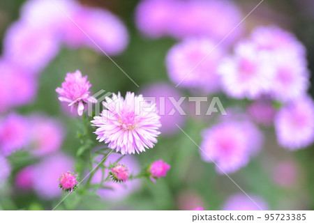 Peacock Aster Peacock Aster 95723385