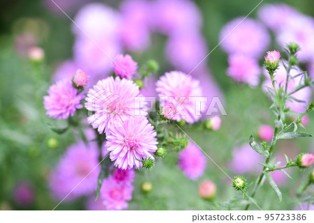 孔雀翠菊 95723386