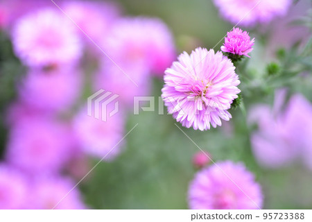 Peacock Aster 95723388