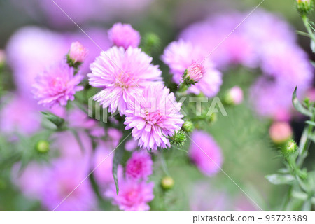 Peacock Aster 95723389