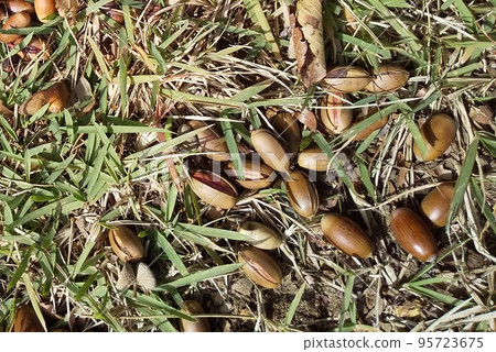 落在乾草上的橡子 95723675