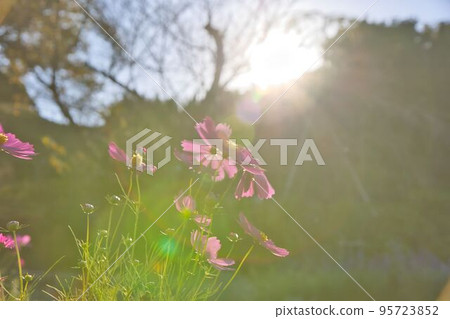 夕陽下的粉紅色花朵 95723852