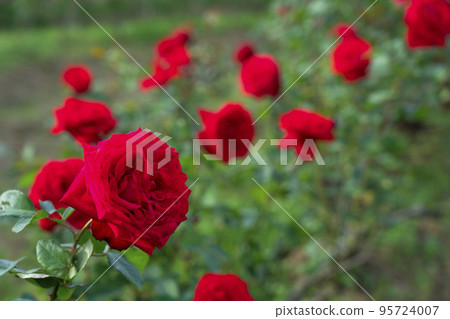 Red rose flower. Background. 95724007