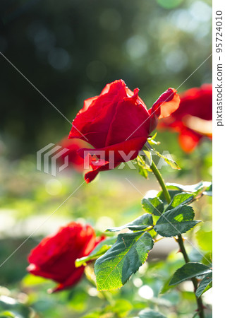 Red rose flower. Background. 95724010