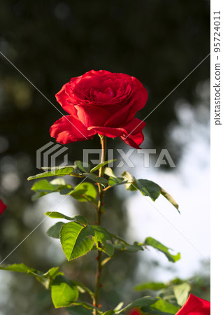 Red rose flower. Background. 95724011