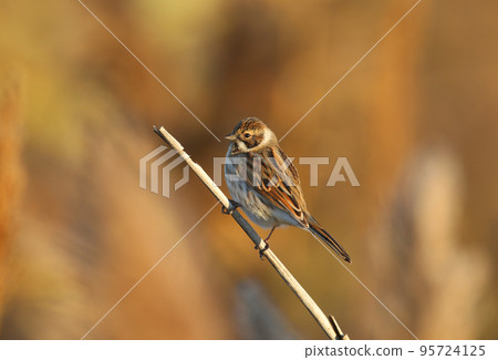 The common reed bunting (Emberiza schoeniclus) The common reed bunting (Emberiza schoeniclus) 95724125