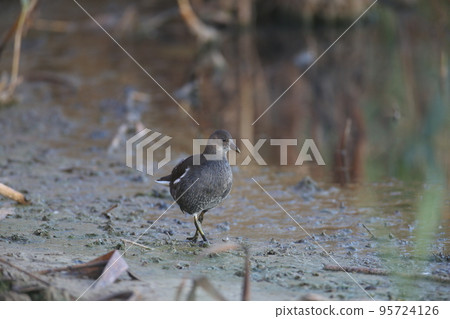 common moorhen (Gallinula chloropus) common moorhen (Gallinula chloropus) 95724126