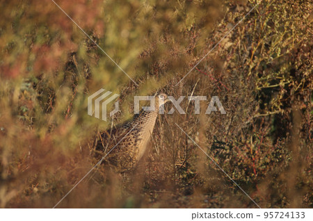 The common pheasant (Phasianus colchicus) The common pheasant (Phasianus colchicus) 95724133