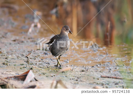 common moorhen (Gallinula chloropus) 95724138