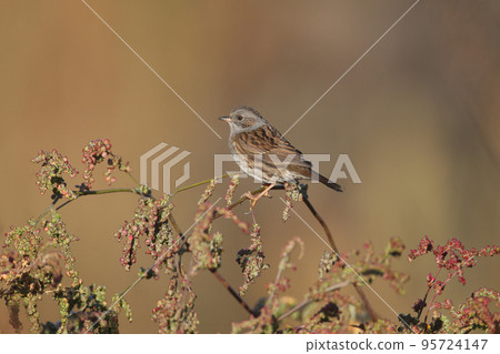 The dunnock (Prunella modularis) The dunnock (Prunella modularis) 95724147