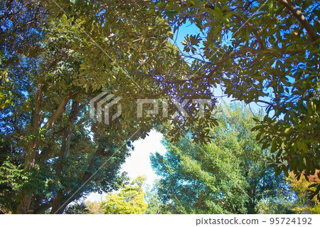 Autumn leaves shining in the blue sky Autumn leaves shining in the blue sky 95724192