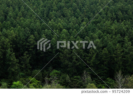 [Biei-cho, Hokkaido] Greenery of the forest 95724209