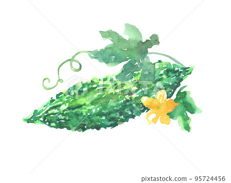 水彩畫苦瓜的插圖 95724456