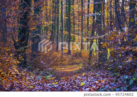 Beautiful colorful autumn forest, in warm morning light Beautiful colorful autumn forest, in warm morning light 95724602
