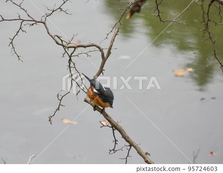 Kingfisher on an autumn day Kingfisher on an autumn day 95724603