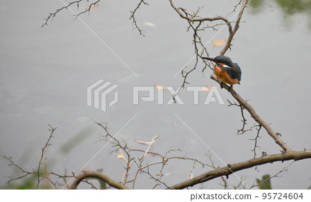Kingfisher on an autumn day Kingfisher on an autumn day 95724604