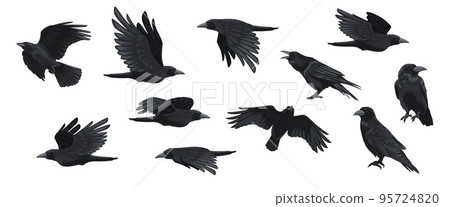 Raven set. Black crow silhouettes, blackbird different poses flying wild animal character icons for logo tattoo design. Vector isolated collection 95724820
