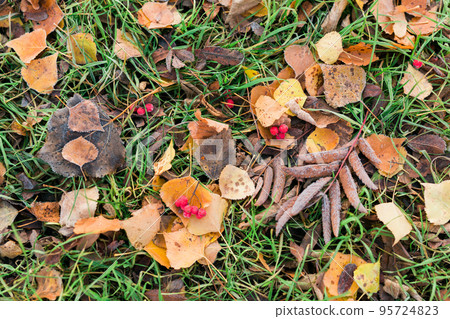 Frost on fallen leaves in late autumn or early winter, frost on grass at first frost - cold season concept Frost on fallen leaves in late autumn or early winter, frost on grass at first frost - cold season concept 95724823