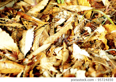 Fallen leaves I saw someday Fallen leaves I saw someday 95724850