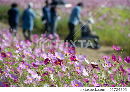 秋天的櫻花在晴朗的秋天美麗綻放（日本山口縣） 95724893