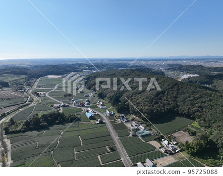 Aerial view of tea fields in Fukuroi City, Shizuoka Prefecture: Autumn 95725088