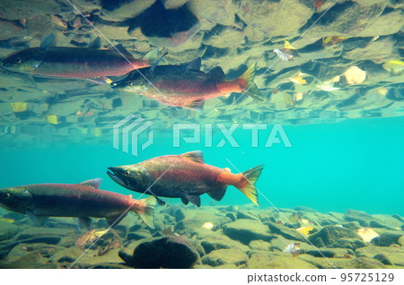 秋季屈斜路湖 Kokanee 鮭魚的水下攝影 95725129