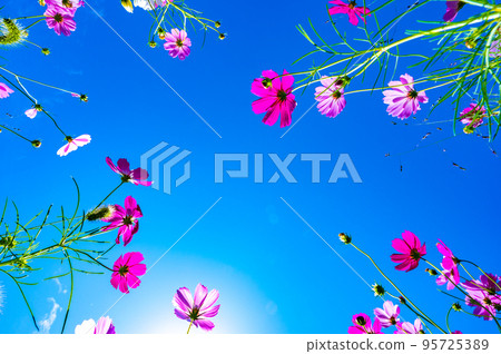 If you look up, you can see blue sky and autumn cherry blossoms (Yamaguchi, Japan) If you look up, you can see blue sky and autumn cherry blossoms (Yamaguchi, Japan) 95725389