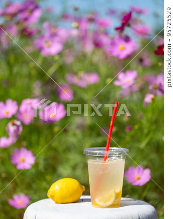 Lemonade and beautifully blooming autumn cherry blossoms (Yamaguchi, Japan) Lemonade and beautifully blooming autumn cherry blossoms (Yamaguchi, Japan) 95725529