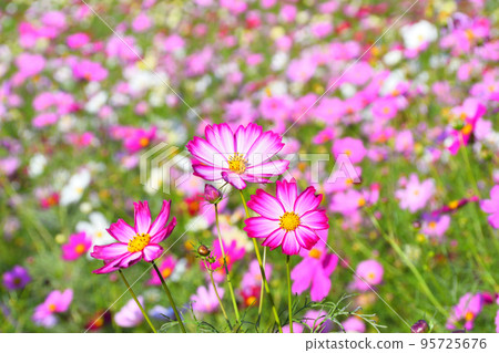 Cosmos, Shirakimine Plateau 95725676