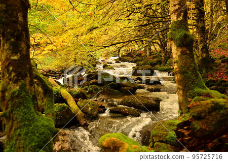 在比利牛斯山脈的秋季森林中 95725716