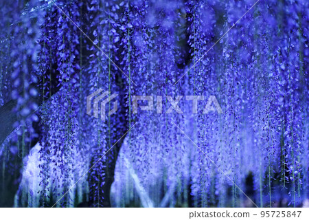 Wisteria flowers illuminated at night Wisteria flowers illuminated at night 95725847