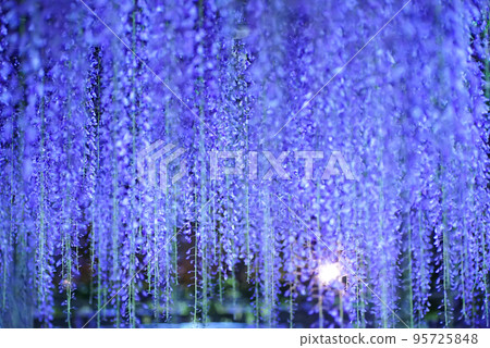 夜間照明的紫藤花 95725848