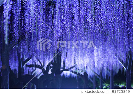 Wisteria flowers illuminated at night Wisteria flowers illuminated at night 95725849