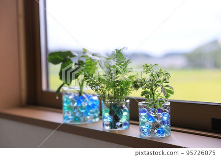 Foliage plant Foliage plant 95726075