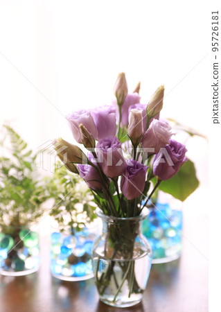 Foliage plant Foliage plant 95726181