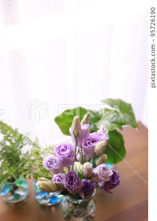 Foliage plant Foliage plant 95726190