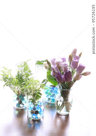 Foliage plant Foliage plant 95726195