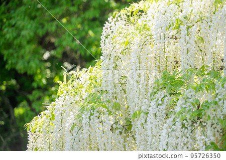 White wisteria flowers in full bloom on a sunny day White wisteria flowers in full bloom on a sunny day 95726350