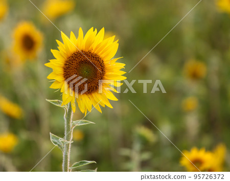 Himawari 9-1 Himawari 9-1 95726372