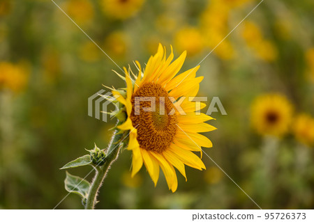 Himawari 9-2 95726373