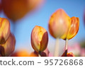 blue sky and orange tulips 95726868