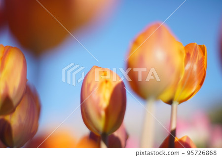 blue sky and orange tulips 95726868