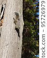 squirrel tree climbing 95726979