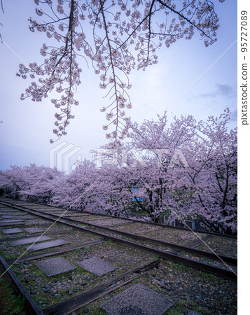 Cherry blossoms in full bloom at Keage Incline 95727089