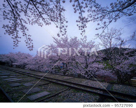 Cherry blossoms in full bloom at Keage Incline 95727090
