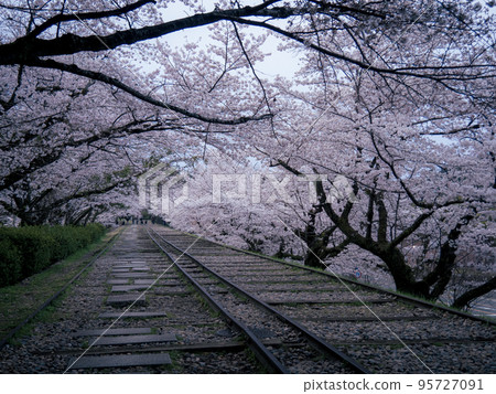 Cherry blossoms in full bloom on the Keage Incline in the early morning 95727091