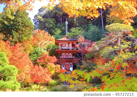淨琉璃寺三層塔周圍的紅葉(京都府木津川市) 淨琉璃寺三層塔周圍的紅葉(京都府木津川市) 95727215
