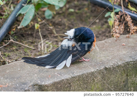 Red-faced red butterfly 95727640