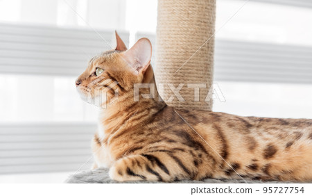 Adorable Bengal cat on a scratching post near the window. Adorable Bengal cat on a scratching post near the window. 95727754