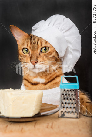 Bengal cat cook with a grater and cheese 95727758